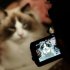 Gato existencialista triunfa en Festival de videos de felinos en EEUU