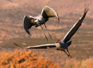 This undated image provided by the Bosque del Apache National Wildlife Refuge shows a pair of sandhill cranes at the refuge near Socorro, N.M. Biologists at the refuge are expecting record numbers of migrating birds this year due to severe drought conditions in neighboring Texas. (AP Photo/Courtesy of Marvin DeJong, Bosque del Apache National Wildlife Refuge)