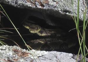 In this July 31, 2015 photo, two rattlesnakes hide …