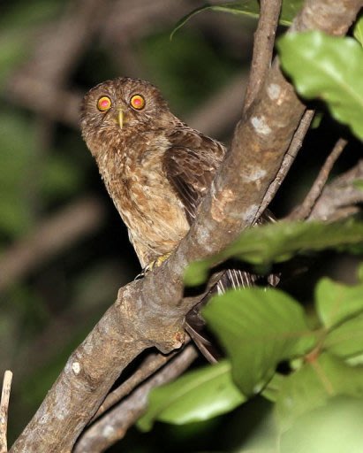 One of the ten new species of owl (Ninox Philippensis Spilonota)