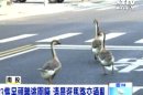 三隻呆頭鵝逃圍籬 清晨逛馬路交通亂