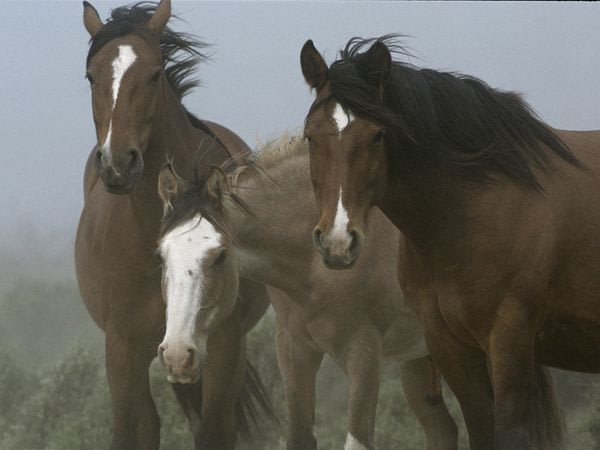 Patagonian Horses Patagon …