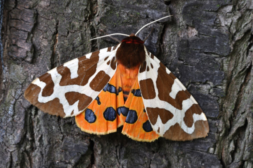 صور منوعة الصوم عند الحيوانات Tiger-Moth-jpg_110129