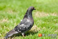 上海鴿子經檢出H7N9病毒株，但國內專家認為鴿子本身對禽流感病毒的感受性低，不會感染，而是踩到其他禽類糞便所引發的機械性傳播，才造成病毒被散布。