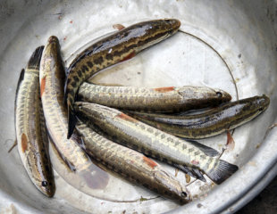 Ăn cá nhiều nhớt có thể bị nhiễm độc
