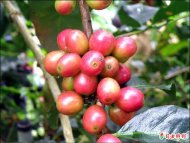 鄉民種「阿拉比卡」 大同飄咖啡香