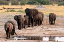 A herd of elephants walk past a watering hole in Hwange National Park