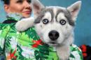 A woman holds a Husky puppy during an exhibition in Kyrgyzstan's capital Bishkek