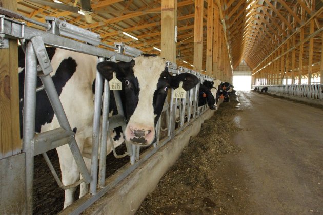 FILE - This July 11, 2012 file photo shows dairy cows on Steve Niedbalski's farm in Nashville, Ill. A patchwork extension of federal farm programs passed as part of a larger "fiscal cliff" bill keeps the price of milk from rising but doesn't include many of the goodies that farm-state lawmakers are used to getting for their rural districts. (AP Photo/Seth Perlman, File)