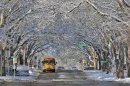 Snow-covered trees form a scenic canopy over Avenue C in Bismarck on Monday, March 4, 2013, in the wake of a slow moving winter storm that passed through the state leaving southern areas of North Dakota with rain that later turned to snow. Northern areas of the state received significant snowfall totals causing school closings and many cancellations of scheduled events and travel advisories. (AP Photo/The Bismarck Tribune, Tom Stromme)