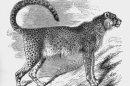 How Many Asiatic Cheetahs Roam across Iran?