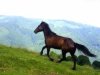 Έβρος: Μάχη για τη διάσωση ενός αλόγου!