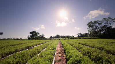 A PureCircle stevia farm in Paraguay.