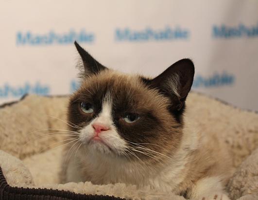 The biggest lines at the festival are to see a cat. And not just any cat -- Grumpy Cat. Grumpy Cat is the star of a famous Internet cat meme. She even has more than 53,000 Twitter followers