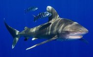 世界最大鯊魚天堂  就在馬紹爾群島