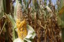 Corn plants struggle to survive in drought-stricken farm fields in Ferdinand, Indiana