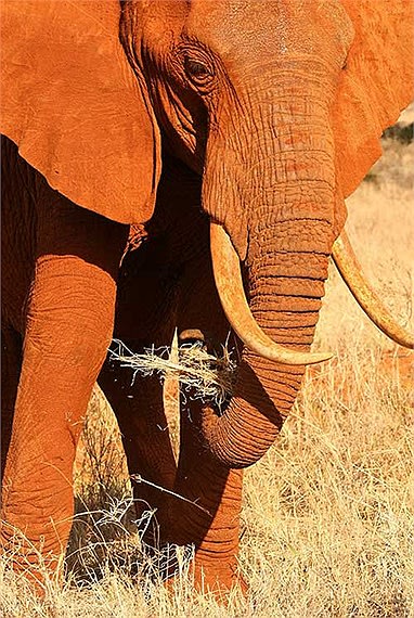 Xuất hiện loài voi màu đỏ ở Kenya?