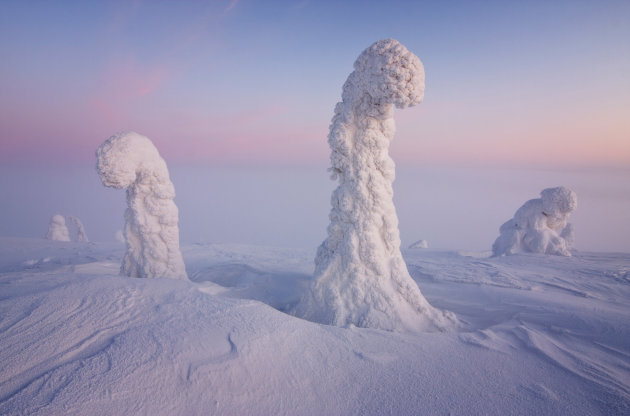 Arctic trees