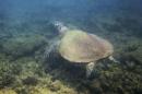 A marine turtle swims at the Great Barrier Reef in Great Keppel Island