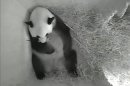 A still image from a monitoring camera shows giant panda mother Yang Yang holding her newborn cub inside a birth box at Schoenbrunn zoo in Vienna