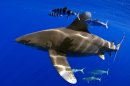 Whitetip Sharks' Amazing Long-Distance Voyage Revealed