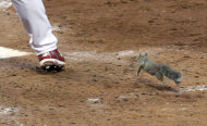 Una ardilla pasa cerca de la pierna de Skip Schumaker de los Cardenales de San Luis durante el quinto inning del juego contra los Filis de Filadelfia por los playoffs el miércoles 5 de octubre de 2011. (AP Foto/Tom Gannam)