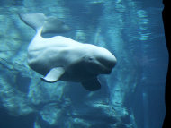 科學家最近發現，部分北極海的水生哺乳類體內，開始出現來自其他物種的病原體。圖為白鯨。（Photo by chapmankj75 / Steve Snodgrass on Flickr – used under Creative Commons Lisence）