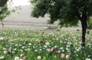 Losing the War on Heroin: Poppy Production Soars in Afghanistan