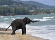 An elephant plays in the sand at a beach resort in Phuket, Thailand, on July 20, 2009. For those who like their coffee with a strong nose Thailand could be the ideal destination, after a blend made from elephant dung was put on sale by an upmarket hotel chain