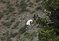 In this Sunday, July 15, 2012 photo, a person is seen in a goat suit in the Wasatch Mountains on Ben Lomond peak outside of Ogden, Utah. Wildlife officials are worried he could be in danger as goat hunting season approaches. Phil Douglass of the Utah Division of Wildlife Resources said Friday the person is doing nothing illegal, but he worries the so-called "goat man" is unaware of the dangers. "My very first concern is the person doesn't understand the risks," Douglass said. "Who's to say what could happen." (AP Photo/Cody Creighton)