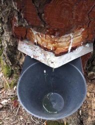 Un pote colocado en un pino de la localidad de Robleda (Salamanca), recibiendo la resina que cae por la zona rasurada del árbol donde se ha aplicado un ácido de color blanco para estimular la caída de la miera. EFE