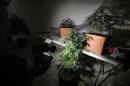 Marijuana plants are seen in a room of a house in Zapopan