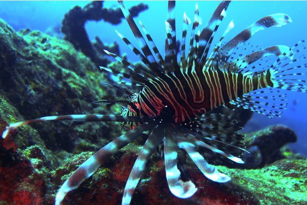 This fish, which was photographed in Derawan, Indonesia, looks like a zebra but is actually called a Lionfish and belongs to the same family as the Scorpionfish.