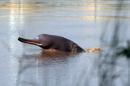 A blind dolphin swims in the Indus river in the southern Pakistani city of Sukkur on September 13, 2014