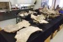 Bones of Dreadnoughtus schrani in Lacovara's fossil lab at Drexel University in Philadelphia