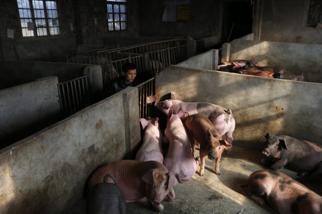 A breeder touches pigs on …