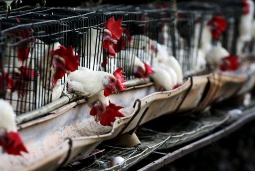 Chickens remain in their cages in a farm under quarantine in Tepatitlan, Jalisco State, Mexico