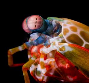 Natural Sunscreen Explains Mantis Shrimp's Amazing …
