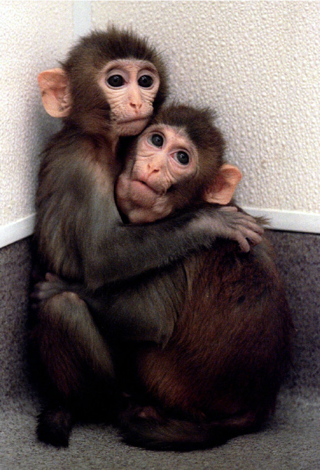 Bayi kembar monyet dari embrio …