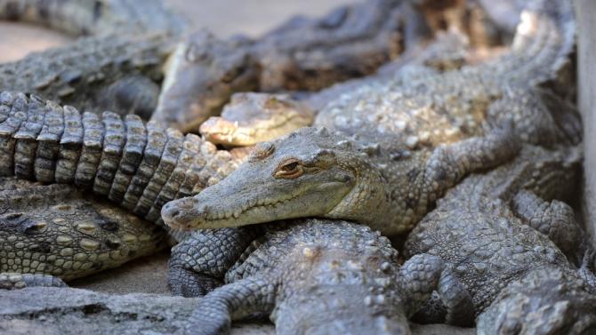 More than 10,000 crocodiles are starving to death on a farm in Honduras after the wealthy family owning them had their assets frozen by the US