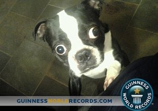 idegue-network.blogspot.com - Inidia Anjing dengan Mata Terbesar di Dunia