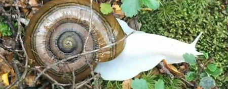 Albino snail (Yahoo!)