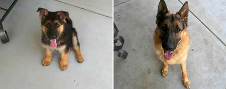 Puppy turns into dog in 40 seconds (Y! Video)