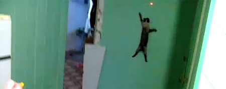 Cat climbs wall (Y! Video)
