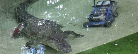 Elvis the crocodile swims next to a lawnmower in his pool at the Australian Reptile Park at Gosford, Australia, Wednesday, Dec. 28, 2011. (AP Photo/Libby Bain)