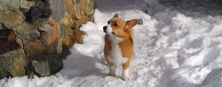 A Welsh corgi dog named Ole that showed up at a Cooke City, Mont. motel four days after the dog and its owner were swept up in an avalanche. (AP Photo/Natasha Baydakova)