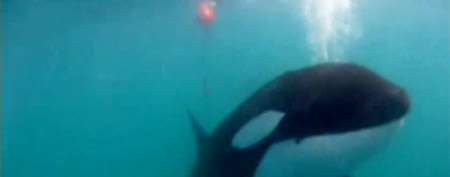 An orca whale is caught in fishing rope off the coast of New Zealand (Y! Sports screengrab)