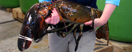 Maine State Aquarium Director Aimee Hayden-Rodriques holds a 27 pound, nearly 40 inch long, lobster caught by Robert Malone off the coast of Maine near Rockland, Maine on Feb. 17, 2012. The aquarium named the crustacean " Rocky."  (AP Photo/Maine State Aquarium)