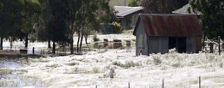 Spider webs blanket an Australian farm. (Daniel Munoz/Reuters)
