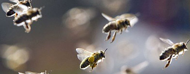 Un grupo de abejas en Frankurt, Alemania, el 21 de marzo de 2011. (AFP)
